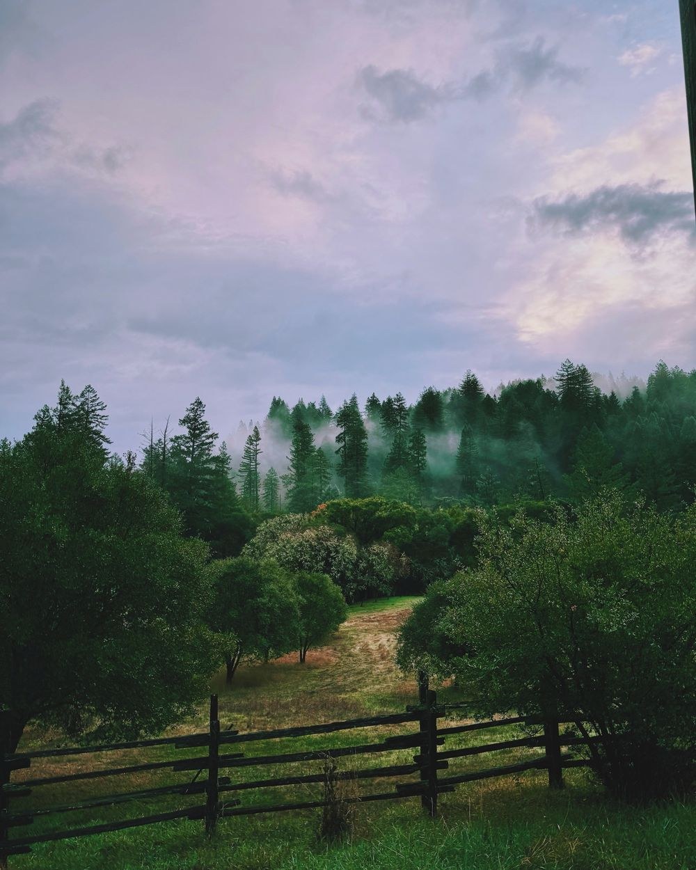 The orchard and split-rail fence at dusk