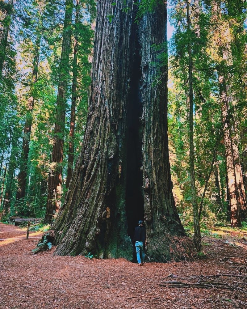 Sunlight through the redwood grove at The Land