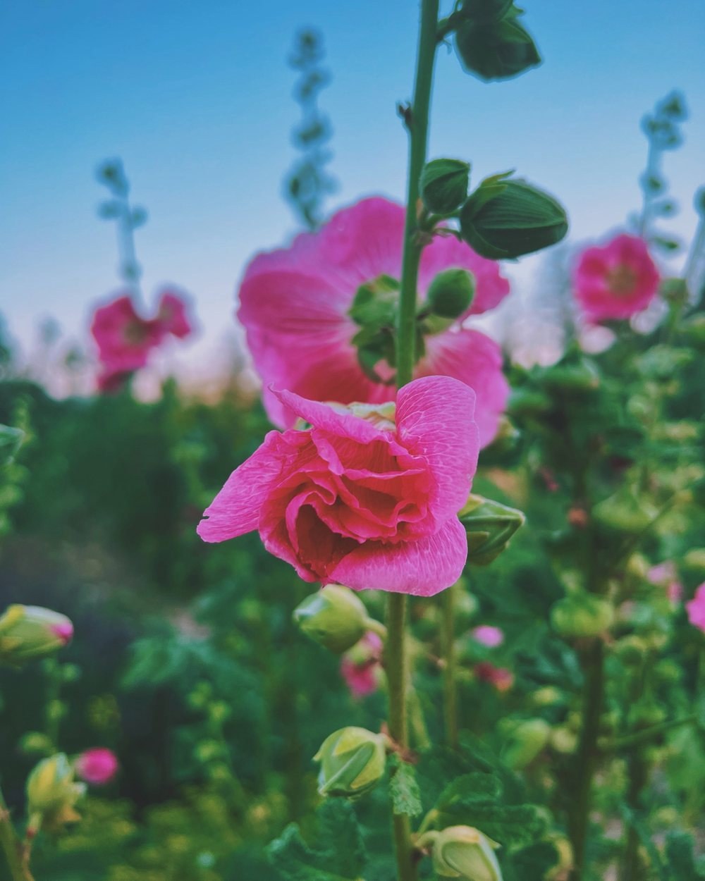 Hollyhocks against a summer sky